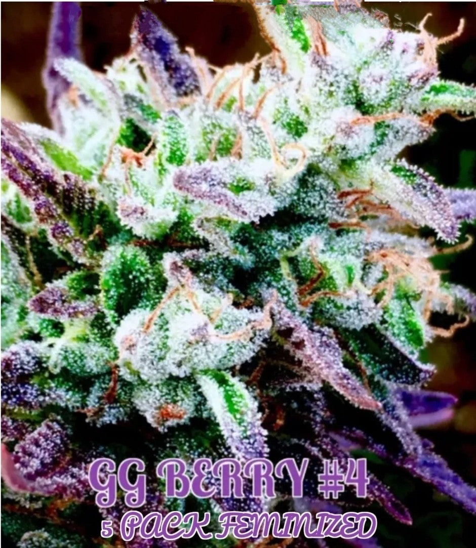 GG Berry #4 (Feminized)