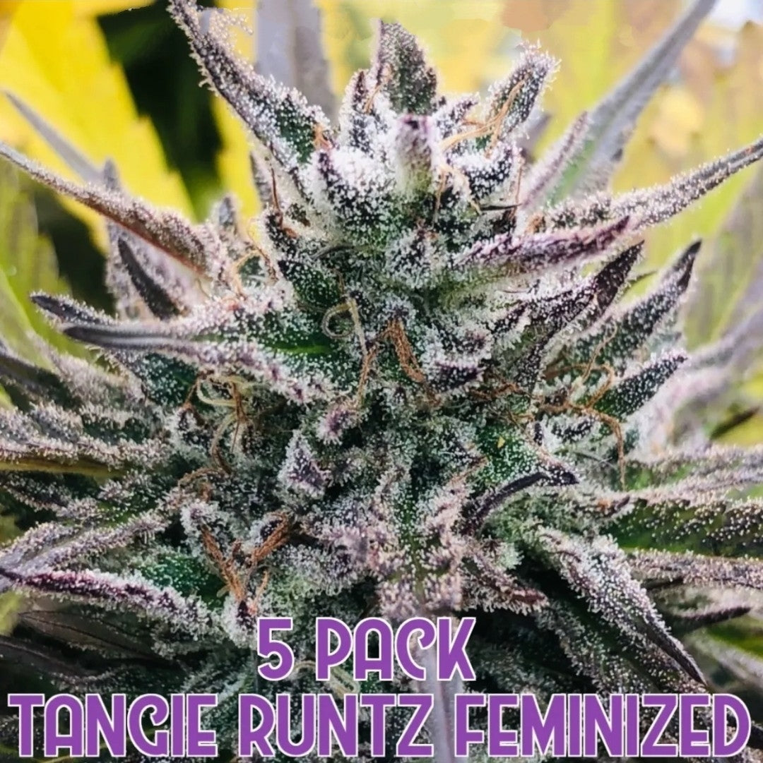 Tangie Runtz (Feminized) (5 pk) – Factory Direct Hydroponics
