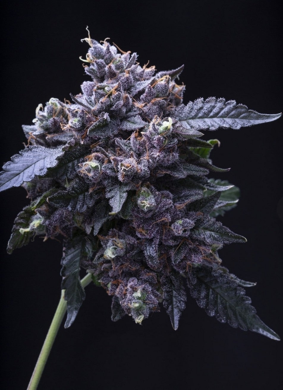 Gelato 33 S1 Feminized (5 pack)