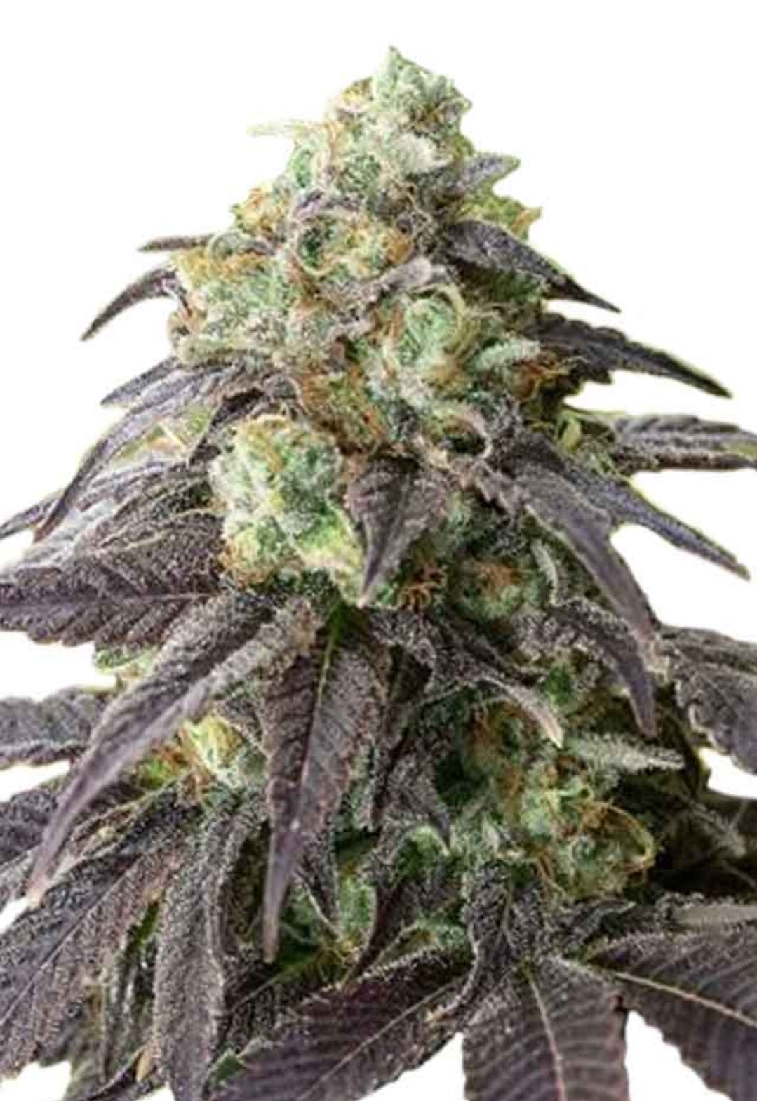 Headband Feminized Marijuana Seeds