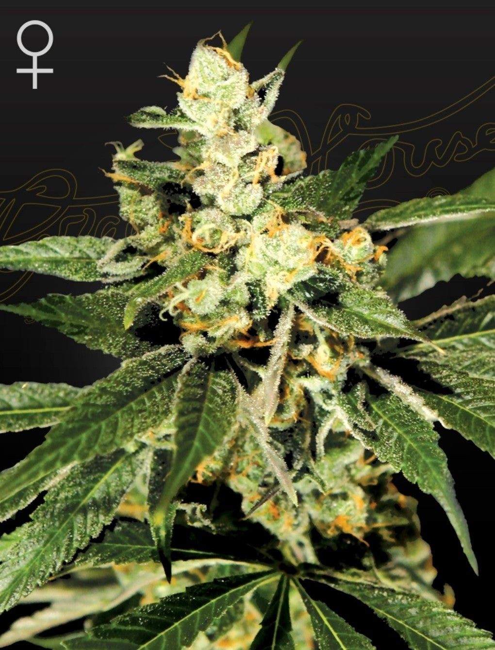 Train Wreck Strain Hybrid Marijuana Seeds