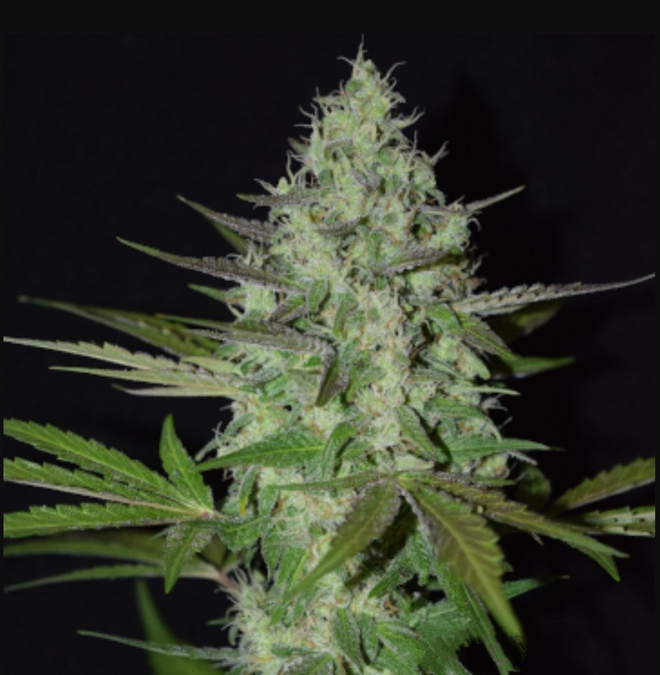 Gorilla Mint Feminized Marijuana Seeds (5 pk)