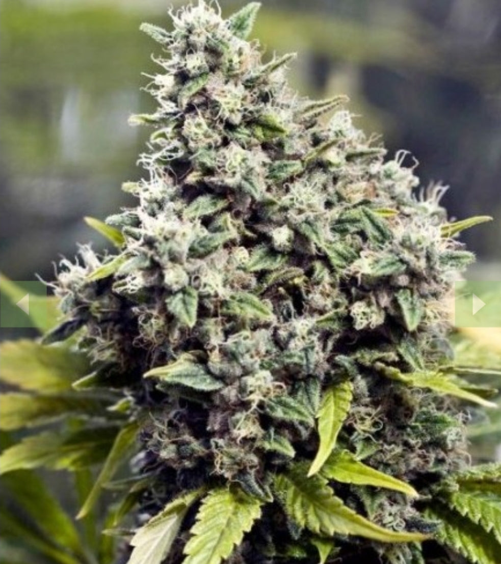 Grapefruit Feminized Marijuana Seeds (5 pk)