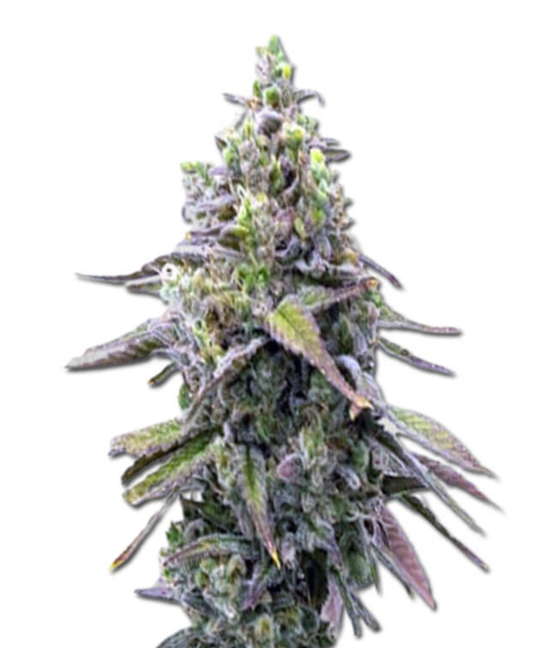 Green Apple Pie Feminized Marijuana Seeds (5 pk)