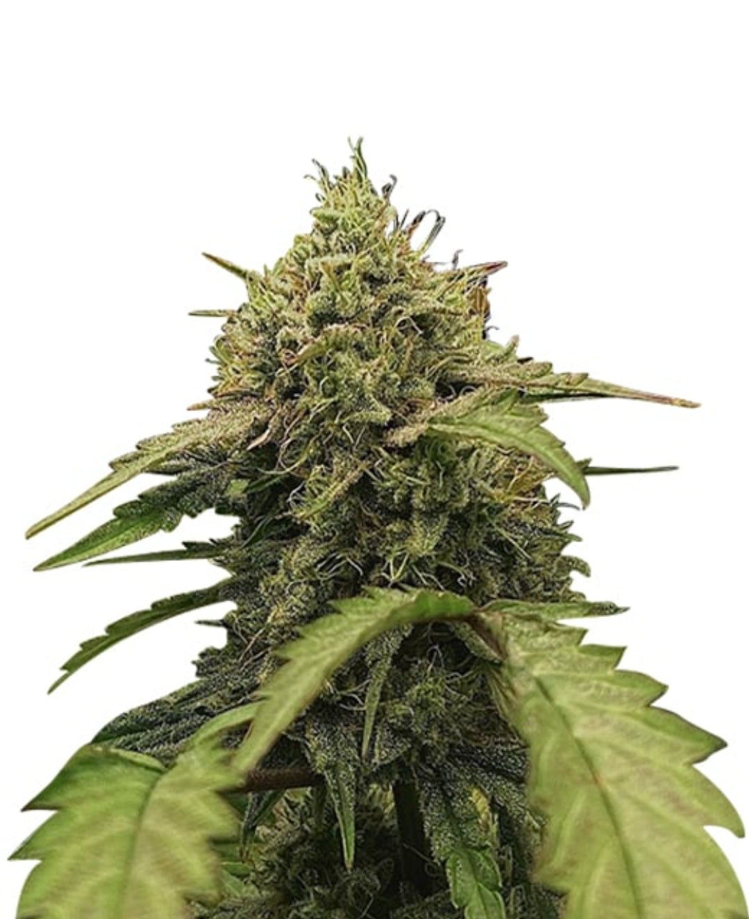 Morning Rose Feminized Marijuana Seeds (5 pk)