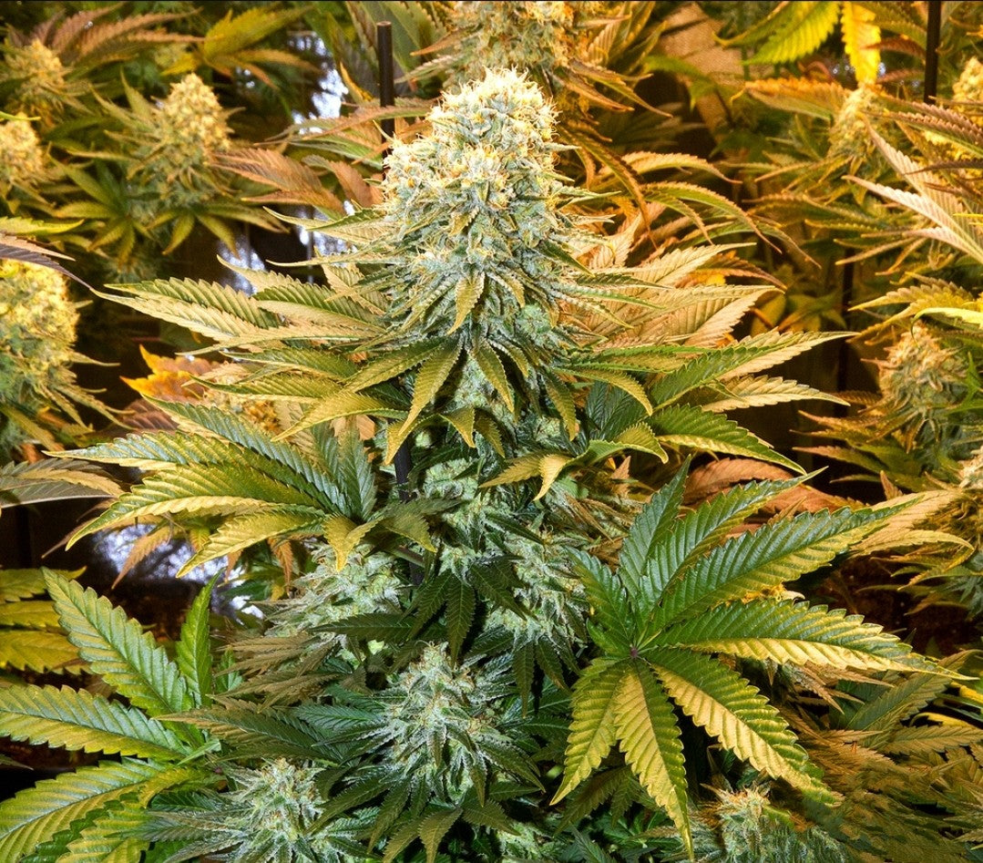 OG Banana Punch Feminized Marijuana Seeds (5 pk)