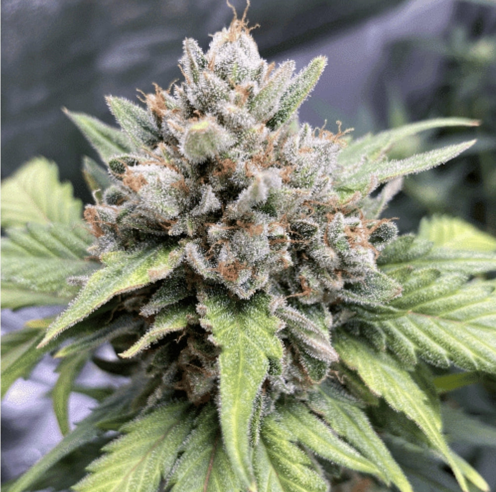 Papaya Glue Feminized Marijuana Seeds (5 pk)