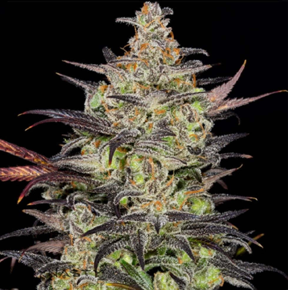 Shishkaberry Feminized Marijuana Seeds (5 pk)