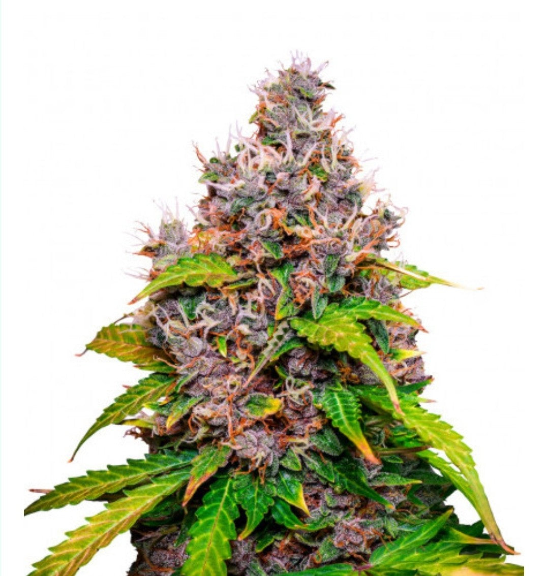 Watermelon Feminized Marijuana Seeds (5 pk)