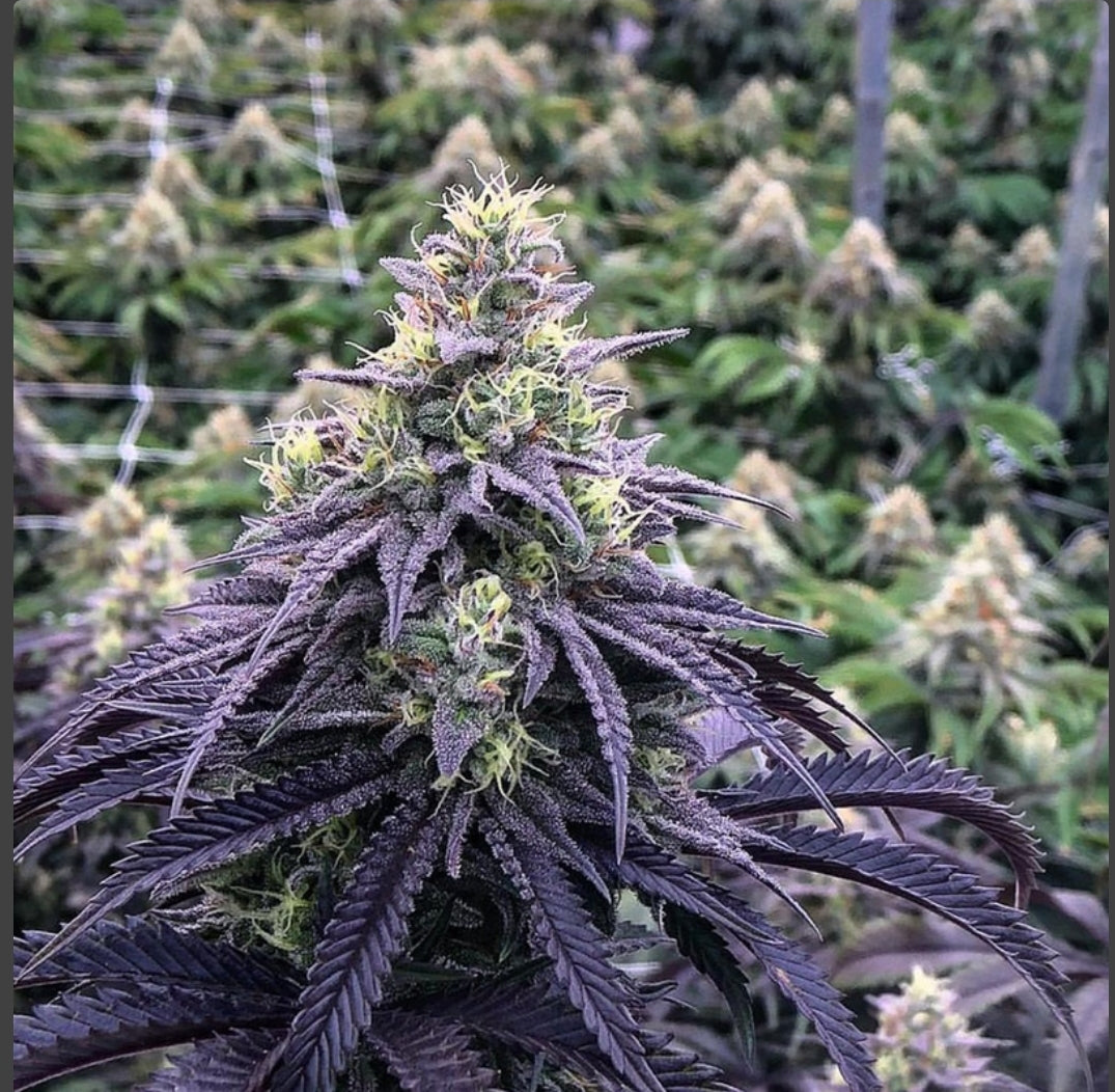 Blueberry Diesel Autoflowering Marijuana Seeds (5 pk)