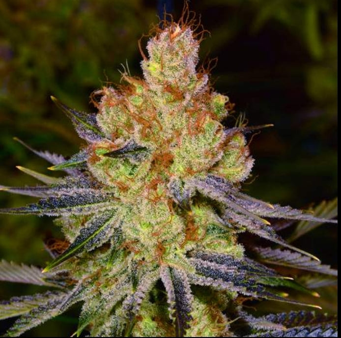 California Orange Autoflowering Marijuana Seeds (5 pk)