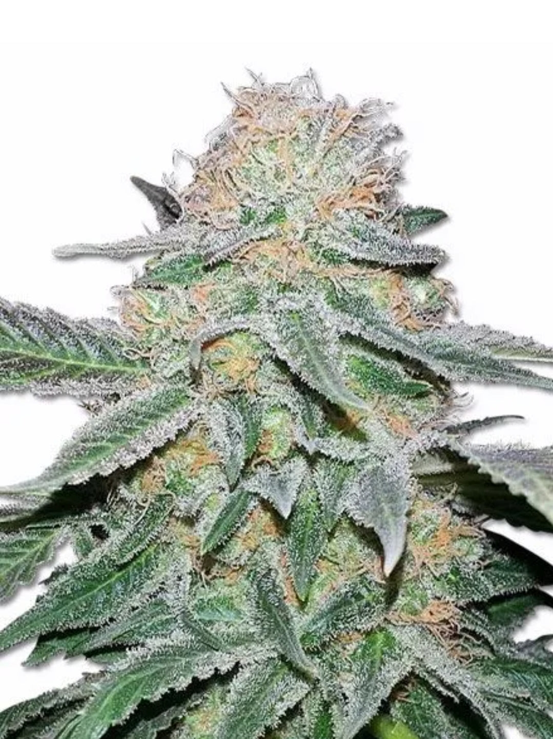 Crystal Autoflowering Marijuana Seeds (5 pk)