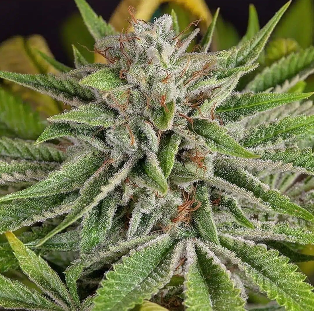 Diamond Kush Autoflowering Marijuana Seeds (5 pk)