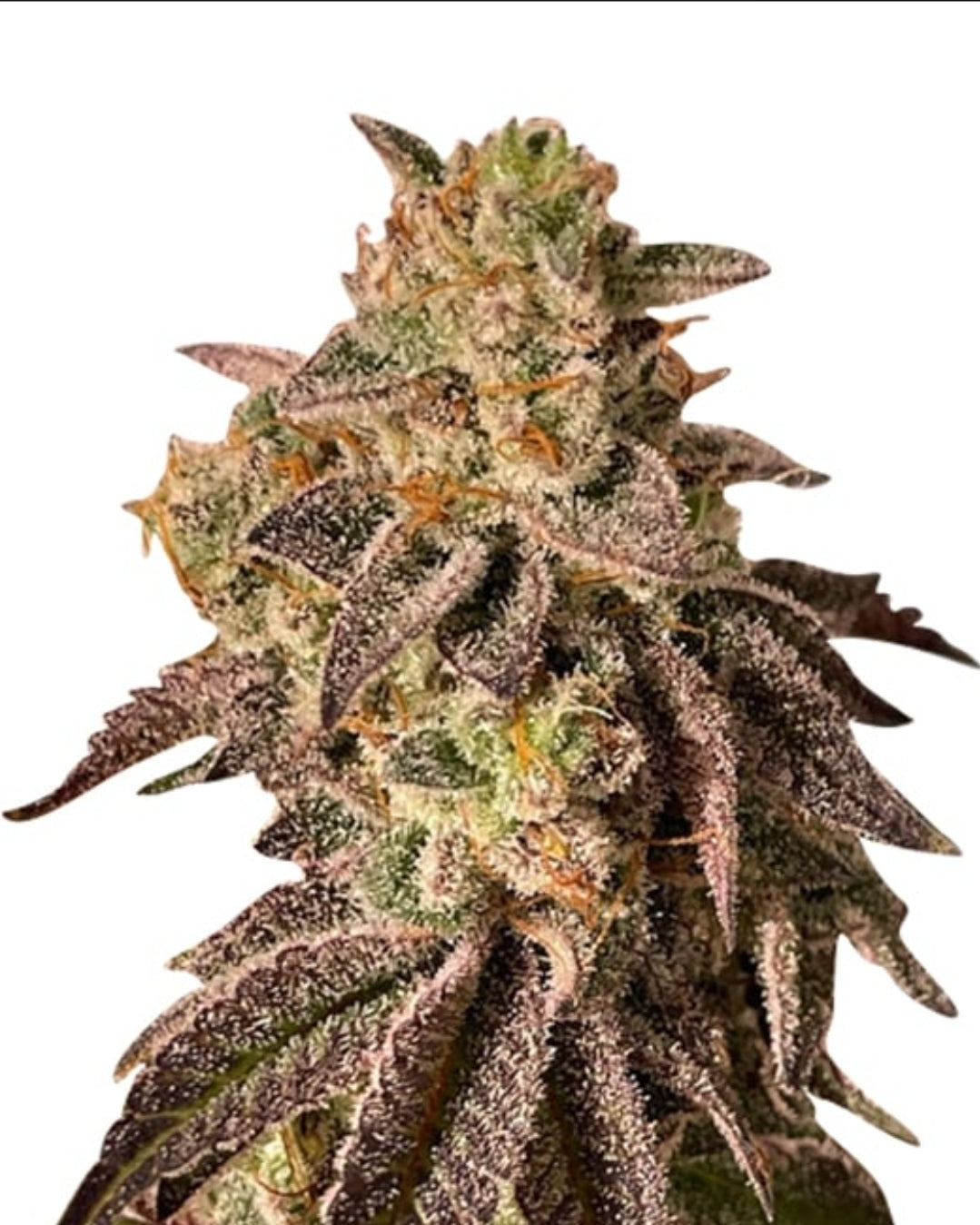 Hemlock Autoflowering Marijuana Seeds (5 pk)