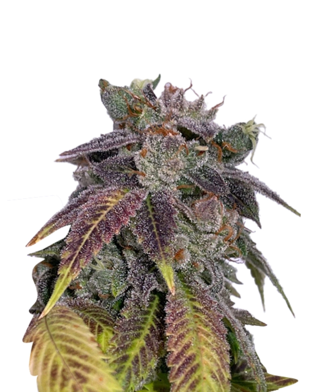 Sour Flower Autoflowering Marijuana Seeds (5 pk)