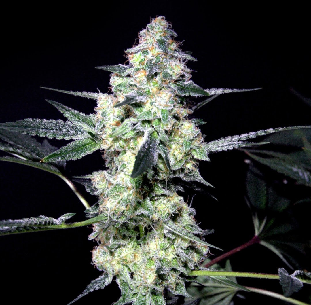 Lemon Sherbet Feminized Marijuana Seeds (5 pk)