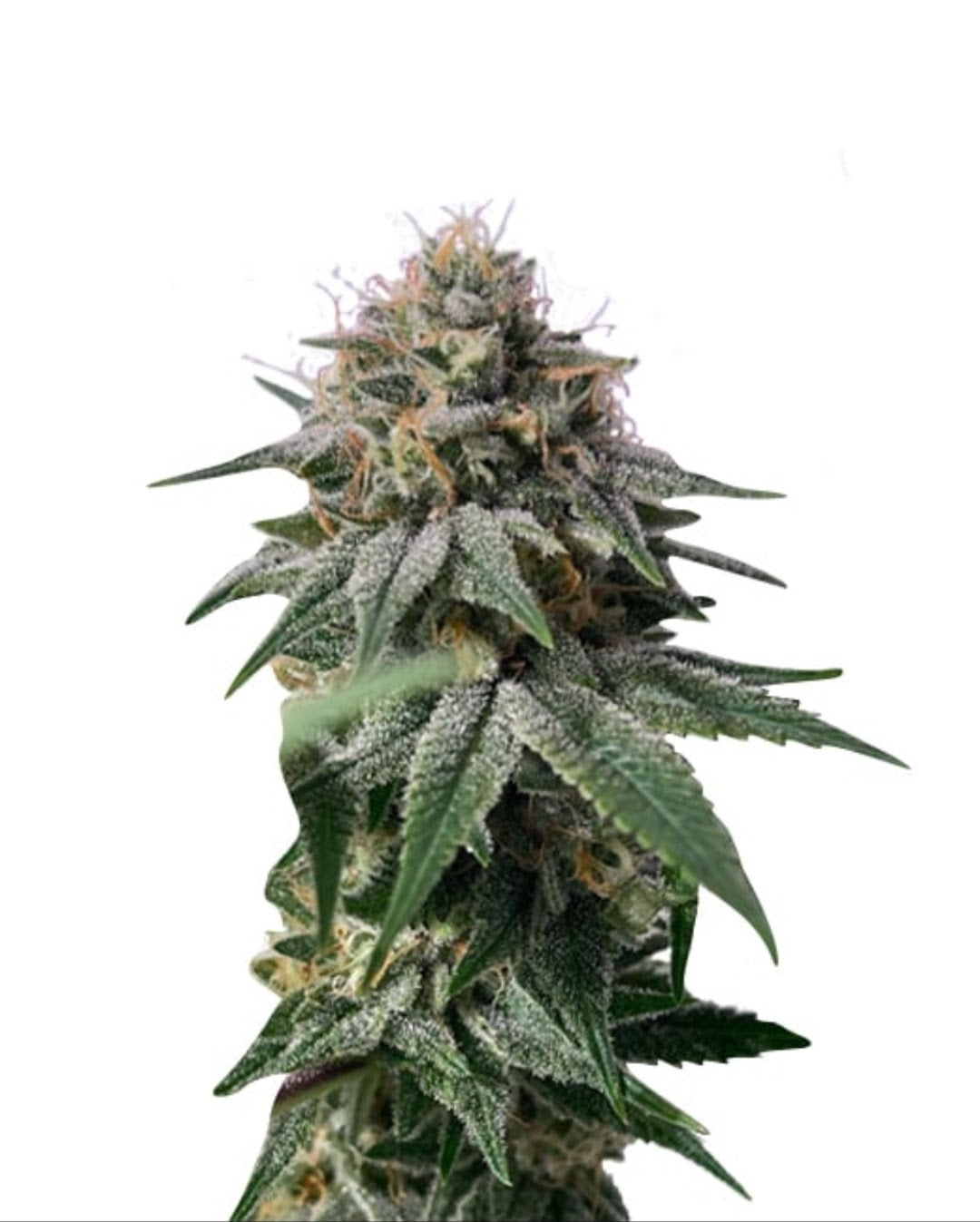 Lime Green Skunk Feminized Marijuana Seeds (5 pk)