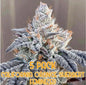 California Orange Sherbert (Feminized)