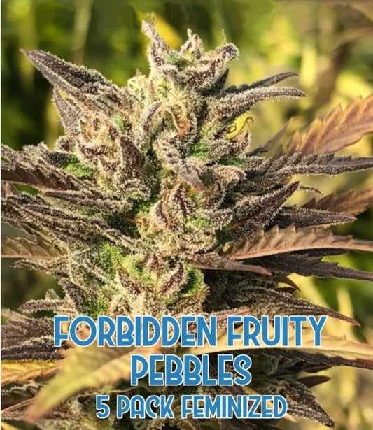 Forbidden Fruity Pebbles (Feminized)