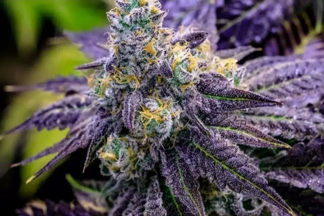 Grape Drink Feminized Marijuana Seeds