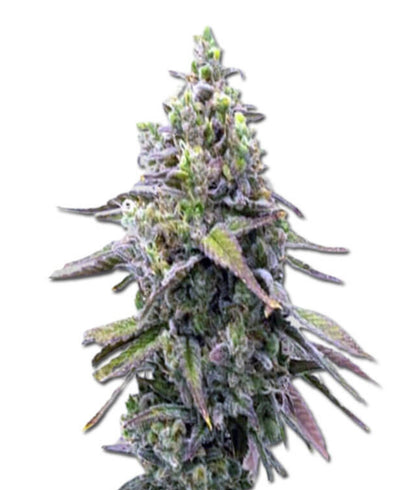 Green Apple Pie Feminized Marijuana Seeds (5 pk)