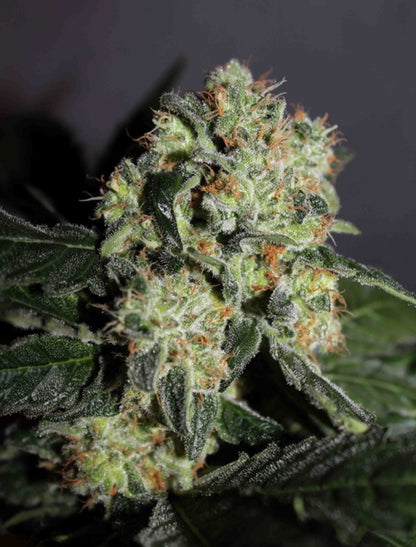 Maple Leaf Feminized Marijuana Seeds (5 pk)